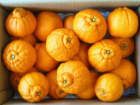 【訳あり】 不知火（デコポン 訳あり） 4.5kg 【傷/黒ずみアリ】 愛媛産 【送料無料】訳あり品のため 見た目は少し悪いですが味は本物/デコみかん/訳あり品/愛媛 デコ 凸ポン 訳あり/デコポン/不知火 ワケあり【smtb-TD】【saitama】