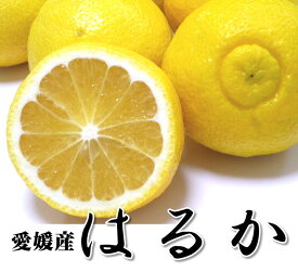 愛媛産 はるか 家庭用 10キロ 【送料無料】 【はるか】酸味が少ない低刺激で甘みも淡白。つぶつぶとした食感の柑橘 【愛媛みかん 蜜柑 ミカン】はるか ニューサマーオレンジ（日向夏 小夏）の自然交配実生から育成した はるか みかん はるか お徳用【RCP】