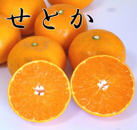 【訳あり】 愛媛県産 せとか 訳あり 5キロ 送料無料 家庭用 【黒点・キズあり】みかん 訳あり 家庭用 【せとか 訳あり】せとか みかん 大トロ柑橘 せとか 5kg 送料無料 ちょいキズあり