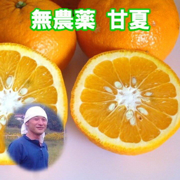 楽天市場】出荷中 広島県産 無農薬 甘夏 4kg 農薬・化学肥料不使用  
