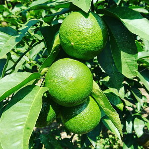 ベルガモット 2kg 国産 【A・B品混同品】ベルガモット 送料無料 希少な国産のベルガモットをご用意しました 紅茶の香り付けに使われることでも有名なベルガモット ベルガモット 果実 【smtb-