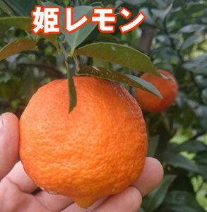 LY _sgp P 2kg  _Ew엿sgp    L˓cY   L ˓c _  ܂Ȃ   P