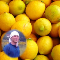 生産量日本一 広島県 瀬戸田 無農薬レモン 3kg AB混合品 オーガニック 国産 レモン 農薬 化学肥料 防腐剤…
