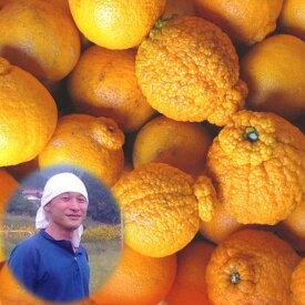 【訳あり】 不知火（デコポン）約8kg ご家庭用/訳あり 広島県産 化学農薬 化学肥料 除草剤 殺虫剤 防腐剤 ワックス等不使用 でこぽん 不知火 しらぬい 産地直送 訳あり 不知火（デコポン 無農薬） 【smtb-TD】【saitama】