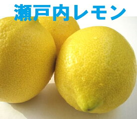 国産レモン 3kg 皮ごと食べられる国産レモン 防腐剤 防カビ剤 不使用 ノーワックス レモン 送料無料 しまなみの「レモンの島」岩城島よりレモンを直送 国産レモンは皮も安心 安全 れもん 瀬戸内レモン/レモン 国産/特別栽培【smtb-TD】