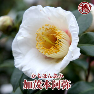 秋 花 苗 生花の人気商品 通販 価格比較 価格 Com
