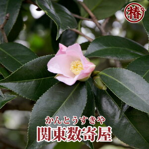 侘助 盆栽 植木の人気商品 通販 価格比較 価格 Com