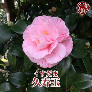 久寿玉・くすだま15cmポット挿木苗【椿 つばき ツバキ 椿苗 花木 お茶花 庭木 苗木 鉢植え 趣味 園芸 初心者】初めて植物を育てる方にもおすすめ!