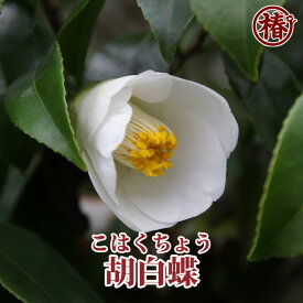 胡白蝶・こはくちょう15cmポット挿木苗【椿 つばき ツバキ 椿苗 花木 お茶花 庭木 苗木 鉢植え 趣味 園芸 初心者】初めて植物を育てる方にもおすすめ！