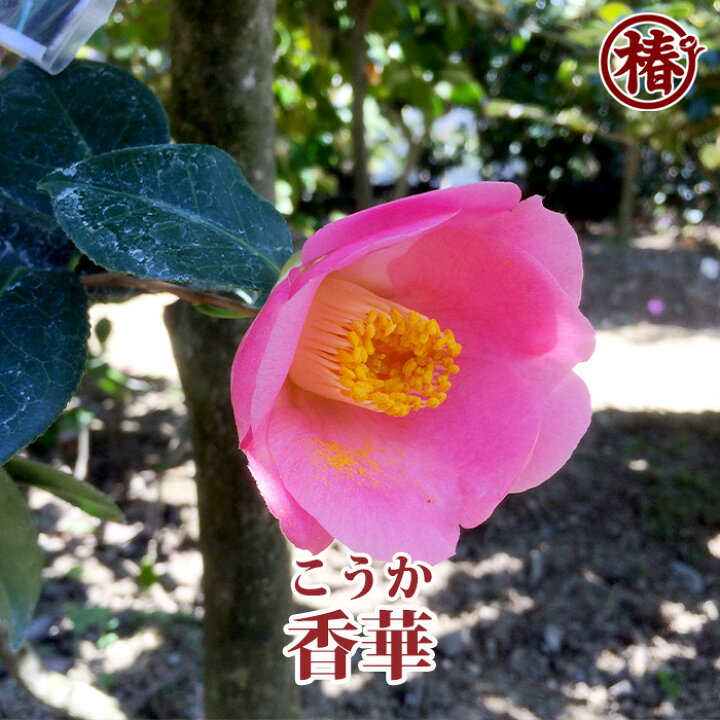 楽天市場 香華 こうか15cmポット挿木苗 椿 つばき ツバキ 椿苗 花木 お茶花 庭木 苗木 鉢植え 趣味 園芸 初心者 初めて植物を育てる方にも おすすめ 椿の専門店 椿園 楽天市場店