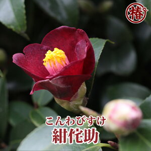 侘助 花の人気商品 通販 価格比較 価格 Com
