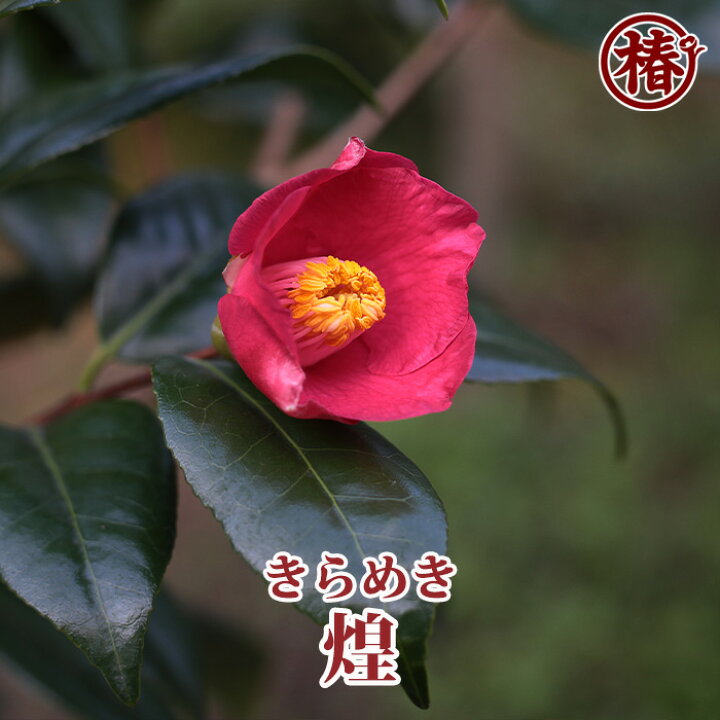 楽天市場 煌 きらめき18cmポット挿木苗 椿 つばき ツバキ 椿苗 花木 お茶花 庭木 苗木 鉢植え 趣味 園芸 初心者 初めて植物を育てる方にも おすすめ 椿の専門店 椿園 楽天市場店