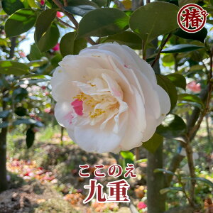 dÊ15cm|bg}ؕcy ΂ coL ֕c Ԗ   c A  | Sҁz߂ĐAĂɂ߁I