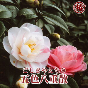 炫 ܐFdUE₦15cm|bg}ؕcy ΂ coL ֕c Ԗ   c A  | S U ΂ ̂̂Ӓ mցz߂ĐA