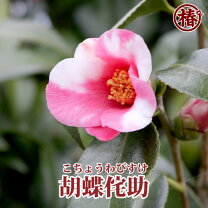 楽天市場】椿 品種 侘助の通販