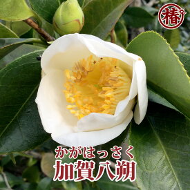 加賀八朔・かがはっさく15cmポット（5号鉢）挿木苗【椿 つばき ツバキ 椿苗 花木 お茶花 庭木 苗木 鉢植え 趣味 園芸 初心者】初めて植物を育てる方にもおすすめ！