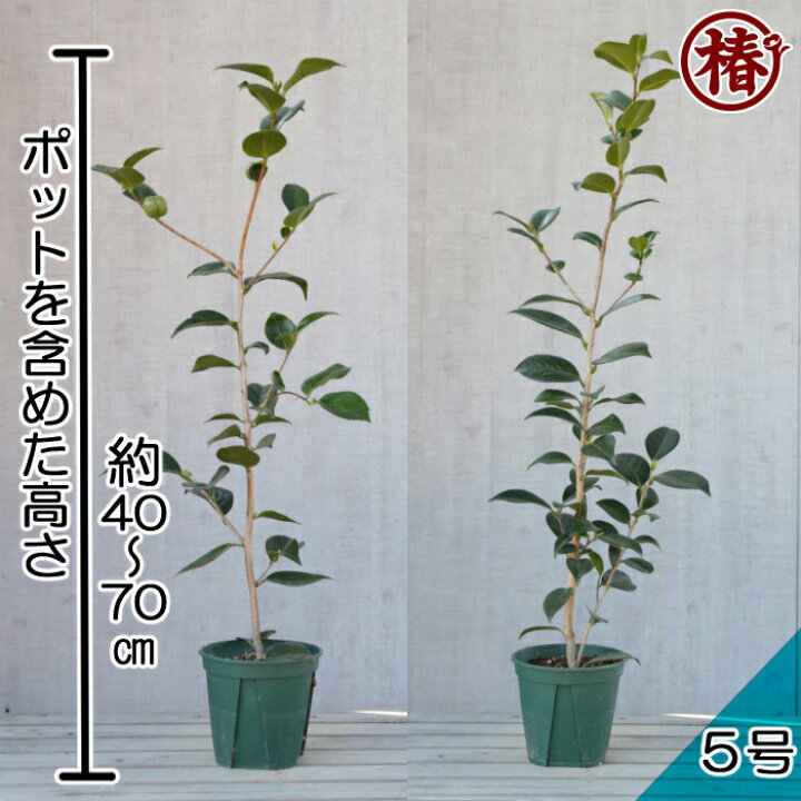 楽天市場 紺秋 こんしゅう15cmポット挿木苗 椿 つばき ツバキ 椿苗 花木 お茶花 庭木 苗木 鉢植え 趣味 園芸 初心者 初めて植物を育てる方にもおすすめ 椿の専門店 椿園 楽天市場店