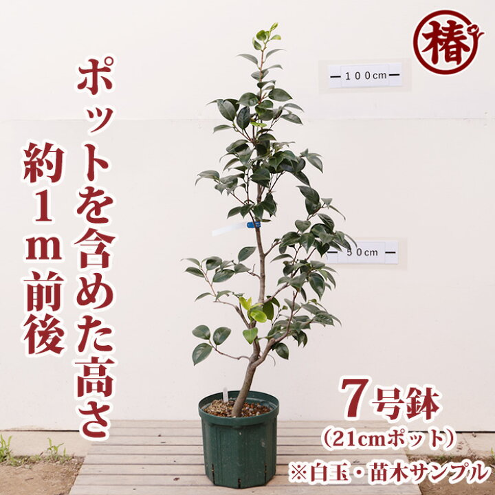 楽天市場】白玉・しらたま大苗 鉢底より高さ1m前後 21cmポット7号鉢 
