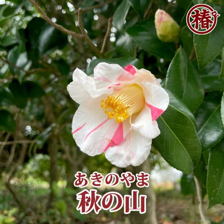 気候によく合い育てやすい 秋 いずもたいしゃやぶつばき15cmポット挿木苗 つばきは日本が原産地 冬 出雲大社ヤブ椿 初めて植物を育てる方にもおすすめ 園芸初心者でも簡単に育つ椿は鉢植えでコンパクトに育ちます 日向どちらもオッケーです 日陰 春に咲く花 68 Off 冬