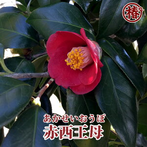 ԐE15cm|bg}ؕcy ΂ coL ֕c 炫 Ԗ   c A  | Sҁz߂ĐAĂɂ߁I