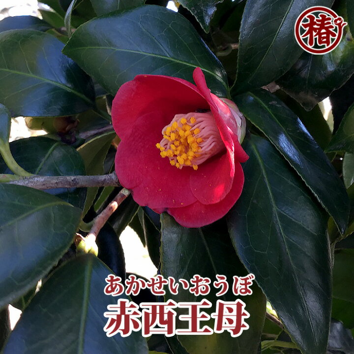 楽天市場 赤西王母 あかせいおうぼ15cmポット挿木苗 椿 つばき ツバキ 椿苗 早咲き 花木 お茶花 庭木 苗木 鉢植え 趣味 園芸 初心者 初めて植物を育てる方にもおすすめ 椿の専門店 椿園 楽天市場店