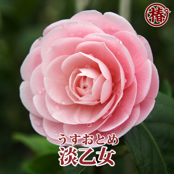 楽天市場 乙女椿 おとめつばき 淡乙女 うすおとめ 15cmポット 5号 挿木苗 椿 ツバキ 苗 花 苗木 花木 茶花 庭木 鉢植え プレゼント ピンク カメリア ワビスケ 送料無料 園芸 初心者 趣味 おすすめ 初めて植物を育てる方にもおすすめ 椿の専門店 椿園 楽天市場店