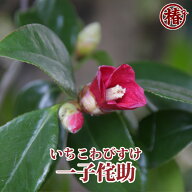 一子侘助・いちこわびすけ15cmポット挿木苗【椿 つばき ツバキ 椿苗 侘助 花木 お茶花 庭木 苗木 鉢植え …