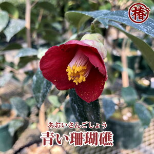 青い珊瑚礁・あおいさんごしょう15cmポット挿木苗【椿 つばき ツバキ 椿苗 花木 お茶花 庭木 苗木 鉢植え 趣味 園芸 初心者】初めて植物を育てる方にもおすすめ!