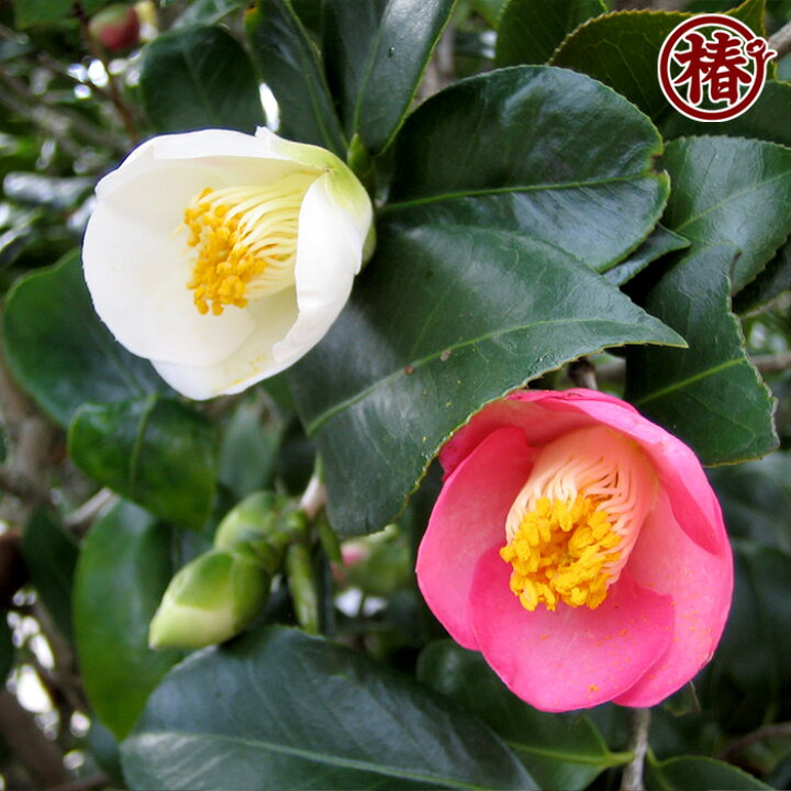 楽天市場 尾張五色椿 おわりごしきつばき15cmポット挿木苗 椿 つばき ツバキ 椿苗 花木 お茶花 庭木 苗木 鉢植え 趣味 園芸 初心者 初めて植物を育てる方にもおすすめ 椿の専門店 椿園 楽天市場店