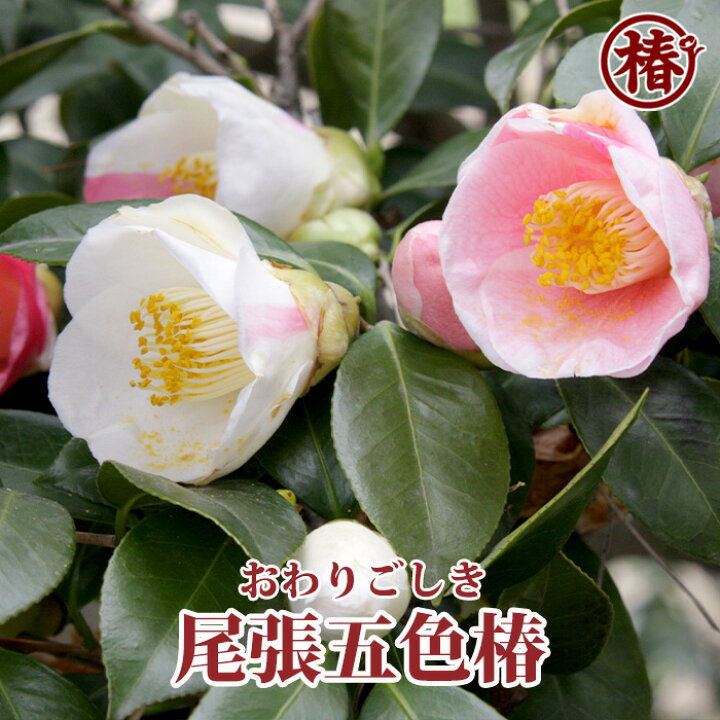 楽天市場 尾張五色椿 おわりごしきつばき15cmポット挿木苗 椿 つばき ツバキ 椿苗 花木 お茶花 庭木 苗木 鉢植え 趣味 園芸 初心者 初めて植物を育てる方にもおすすめ 椿の専門店 椿園 楽天市場店