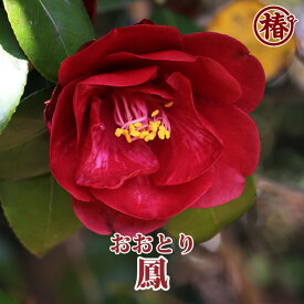 鳳・おおとり15cmポット（5号鉢）挿木苗【椿 つばき ツバキ 椿苗 花木 お茶花 庭木 苗木 鉢植え 趣味 園芸 初心者】初めて植物を育てる方にもおすすめ！