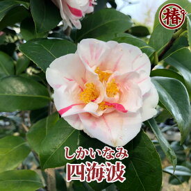 四海波・しかいなみ15cmポット挿木苗【椿 つばき ツバキ 椿苗 花木 お茶花 庭木 苗木 鉢植え 趣味 園芸 初心者】初めて植物を育てる方にもおすすめ！