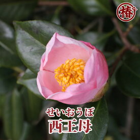 西王母・せいおうぼ15cmポット挿木苗【椿 つばき ツバキ 椿苗 花木 お茶花 庭木 苗木 鉢植え 趣味 園芸 初心者】初めて植物を育てる方にもおすすめ！