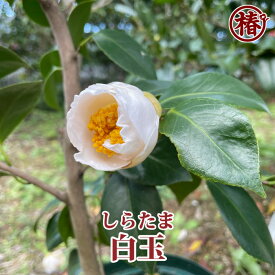 白玉・しらたま15cmポット挿木苗【椿 つばき ツバキ 椿苗 花木 お茶花 庭木 苗木 鉢植え 趣味 園芸 初心者】初めて植物を育てる方にもおすすめ！