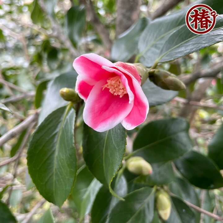 楽天市場 湊晨侘助 そうしんわびすけ15cmポット挿木苗 椿 つばき ツバキ 椿苗 花木 お茶花 庭木 苗木 鉢植え 趣味 園芸 初心者 初めて植物を育てる方にもおすすめ 椿の専門店 椿園 楽天市場店