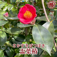 盃葉椿・さかずきばつばき15cmポット挿木苗【椿 つばき ツバキ 椿苗 授盃 じゅはい 花木 お茶花 庭木 苗…