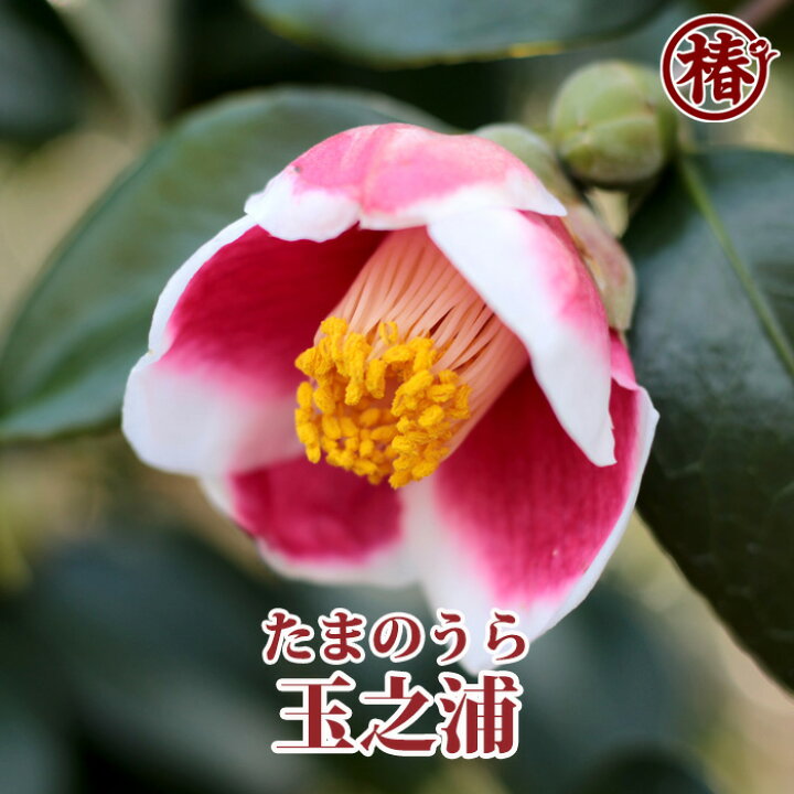 楽天市場 玉之浦 たまのうら15cmポット挿木苗 椿 つばき ツバキ 椿苗 花木 お茶花 庭木 苗木 鉢植え 趣味 園芸 初心者 初めて植物を育てる方にもおすすめ 椿の専門店 椿園 楽天市場店