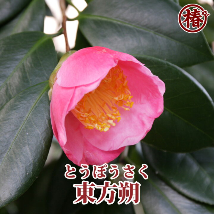 楽天市場 東方朔 とうぼうさく15cmポット挿木苗 椿 つばき ツバキ 椿苗 花木 お茶花 庭木 苗木 鉢植え 趣味 園芸 初心者 初めて植物を育てる方にもおすすめ 椿の専門店 椿園 楽天市場店