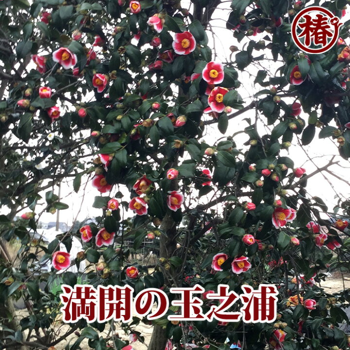 楽天市場 玉之浦 たまのうら15cmポット挿木苗 椿 つばき ツバキ 椿苗 花木 お茶花 庭木 苗木 鉢植え 趣味 園芸 初心者 初めて植物を育てる方にもおすすめ 椿の専門店 椿園 楽天市場店