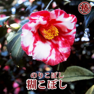 ЂڂÊ肱ڂ15cm|bg}ؕcyǕ  낤ׂ ΂ coL ֕c Ԗ   c A  | S 厛 JR C z߂ĐAĂɂ