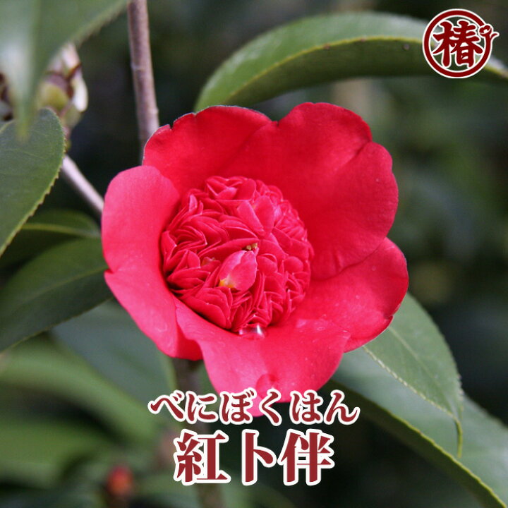 楽天市場 紅卜伴 べにぼくはん15cmポット挿木苗 椿 つばき ツバキ 椿苗 日光 花木 お茶花 庭木 苗木 鉢植え 趣味 園芸 初心者 初めて植物を 育てる方にもおすすめ 椿の専門店 椿園 楽天市場店