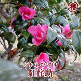 紅侘助・べにわびすけ15cmポット挿木苗【椿 つばき ツバキ 椿苗 ワビスケ 花木 お茶花 庭木 苗木 鉢植え 趣味 園芸 初心者】初めて植物を育てる方にもおすすめ！