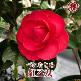 紅乙女・べにおとめ・こうおとめ15cmポット挿木苗【椿 つばき ツバキ 椿苗 早咲き 花木 お茶花 庭木 苗木 鉢植え 趣味 園芸 初心者 こうおとめ】初めて植物を育てる方にもおすすめ！