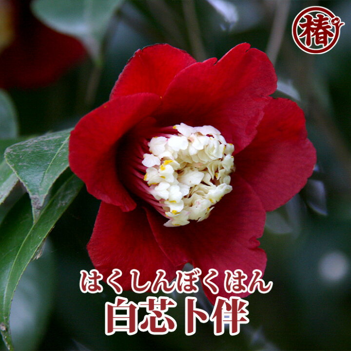 楽天市場 白芯卜伴 はくしんぼくはん15cmポット挿木苗 椿 つばき ツバキ 椿苗 月光 花木 お茶花 庭木 苗木 鉢植え 趣味 園芸 初心者 ト伴 初めて植物を育てる方にもおすすめ 椿の専門店 椿園 楽天市場店