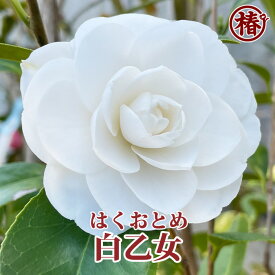 白乙女・はくおとめ15cmポット（5号鉢）挿木苗【椿 つばき ツバキ 椿苗 花木 お茶花 庭木 苗木 鉢植え 趣味 園芸 初心者】初めて植物を育てる方にもおすすめ！