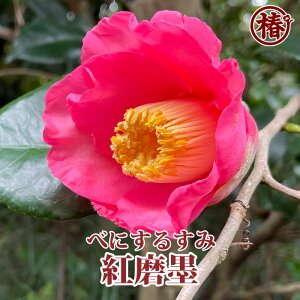 gnEׂɂ邷݁yʖFꉤEЂ傤z15cm|bg}ؕcy ΂ coL ֕c Ԗ   c A  | Sҁz߂ĐAĂɂ߁I