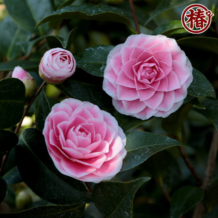 楽天市場 まほろば15cmポット挿木苗 椿 つばき ツバキ 椿苗 花木 お茶花 庭木 苗木 鉢植え 趣味 園芸 初心者 初めて植物を育てる方にもおすすめ 椿の専門店 椿園 楽天市場店