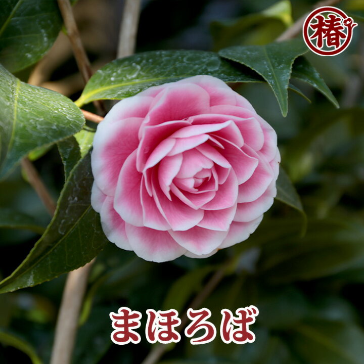 楽天市場 まほろば15cmポット挿木苗 椿 つばき ツバキ 椿苗 花木 お茶花 庭木 苗木 鉢植え 趣味 園芸 初心者 初めて植物を育てる方にもおすすめ 椿の専門店 椿園 楽天市場店