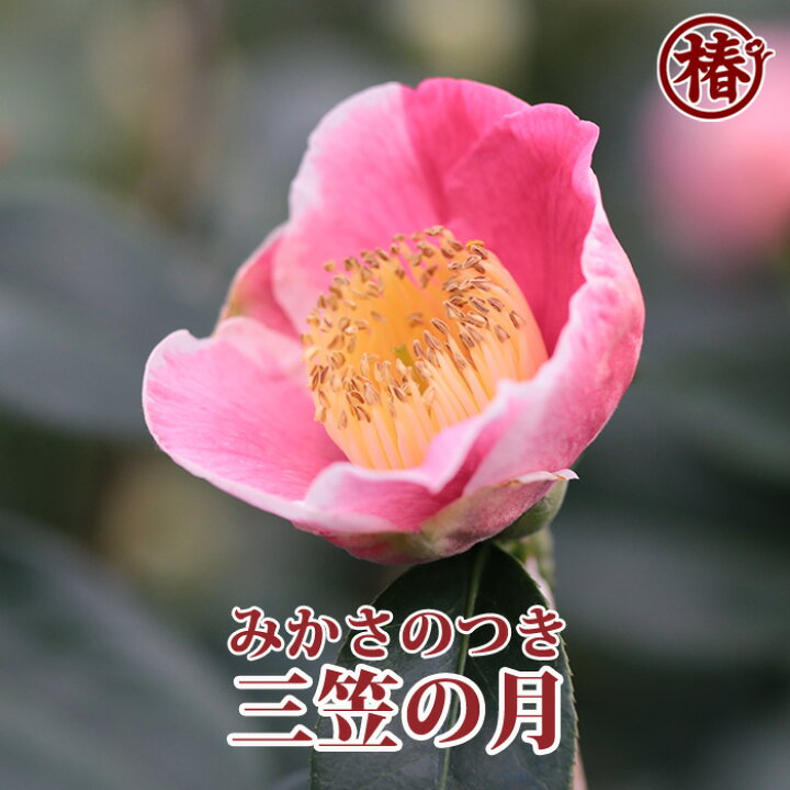 楽天市場】三笠の月・みかさのつき15cmポット（5号鉢）挿木苗【椿 
