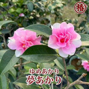 E߂15cm|bg}ؕcy ΂ coL ֕c 炫 Ԗ   c A  | Sҁz߂ĐAĂɂ߁I